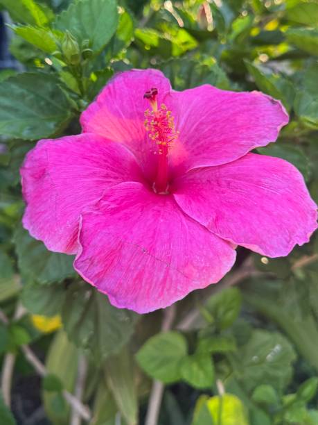 istock Pink Hibiscus Flower 2193422358