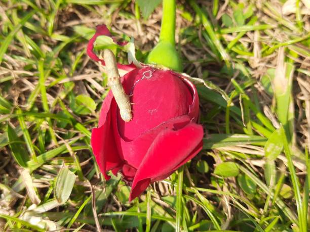 Caterpillar eating rose flower. This is a larval form of a moth or butterfly. Its other names of inchworm and looper caterpillar.