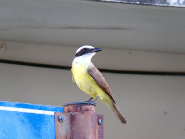 istock Bem-te-vi Bird Perched on a Metal Post 2193425165
