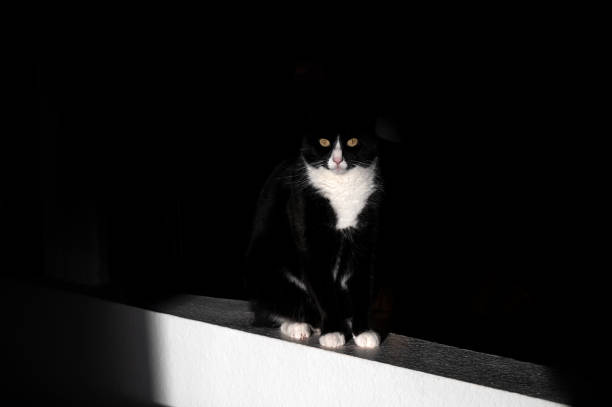 A beautiful tuxedo cat in light-dark contrast