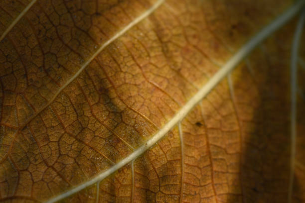 istock Nature's intricate design revealed through close-up of a textured leaf under warm light 2193426148