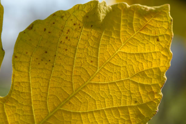 istock Bright yellow leaf glowing under soft sunlight in an autumn landscape near a tranquil forest 2193426164