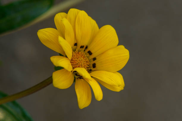 Vibrant yellow petals unveil their beauty, attracting pollinators in a peaceful garden oasis filled with plants.