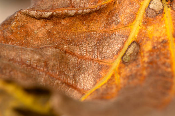 istock Nature's intricate tapestry unfolds in autumn's vibrant decay 2193426201