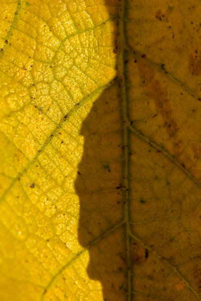 istock Nature's shadow play unfolds on golden autumn leaves in a tranquil setting 2193426208