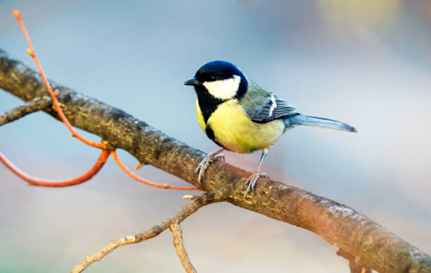 istock Small bird the great tit sitting on tree branch 2193429190
