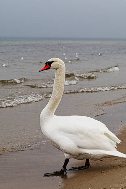 A ringed mute swan on the seashore on a cloudy day.