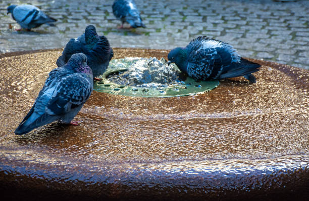 Pigeons gather around an urban water fountain.