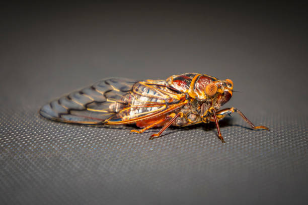 istock A colourful and noisy Cicada resting in the sunshine 2193433620
