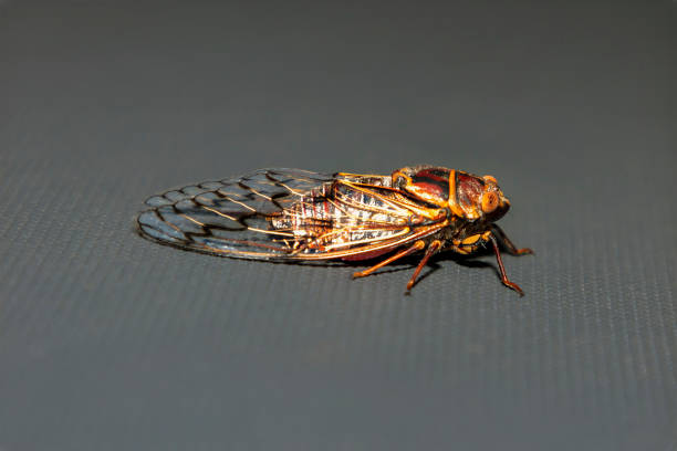 istock A colourful and noisy Cicada resting in the sunshine 2193433626