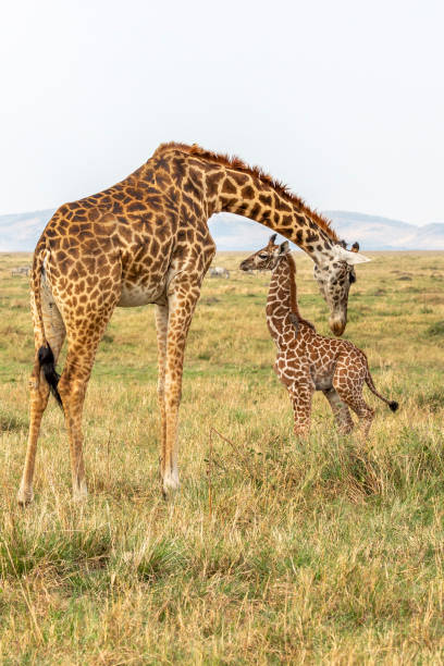 istock Female Giraffe Cleaning Newborn Calf 2193433794