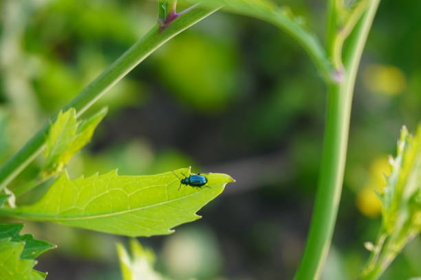 A Flea beetle is sitting on a green leaf, close up view of the beetle with a blurry background