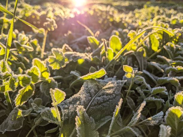 istock A field of grass covered in frost 2193437857
