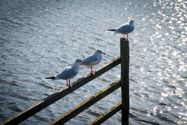 L 35-39cm, WS 86-99cm.Common colonial breeder at lakes in vast reed beds or marshy areas, also on ponds near coasts.Migratory in far north, retreating in winter from ice.Abundant feeder on ploughed fields and in towns. Not shy.This is a very common Species in the Netherlands.
