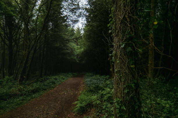istock Lush green forest path winding through dense trees in a serene woodland setting. 2193438691