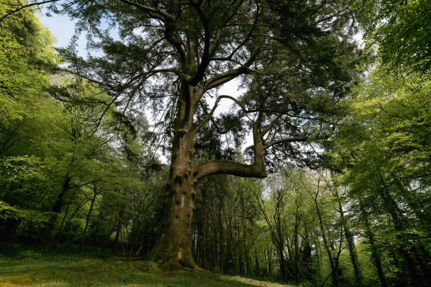 Large tree trunk and branches of an oak tree