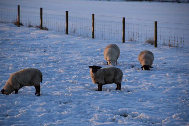 istock Sheep In A Snowy Field 2193439123