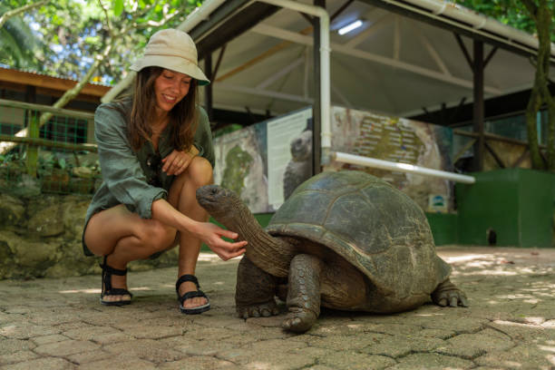 istock Young woman strokes Giant Tortoise 2193440130