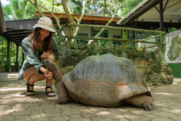 istock Young woman strokes Giant Tortoise 2193440135