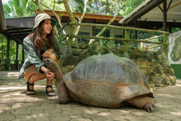 istock Young woman strokes Giant Tortoise 2193440147