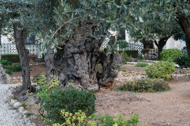 Gnarled Centuries Old Olive Tree in the Garden of Gethsemane, Jerusalem (purported to be from the time of Jesus)