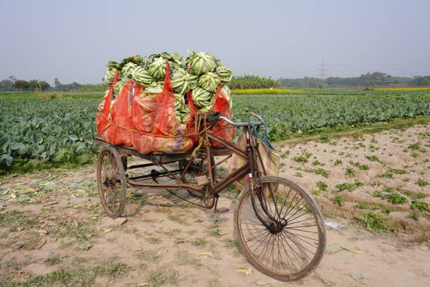 istock The hand rickshaw has been loaded with fresh cauliflower 2193442131