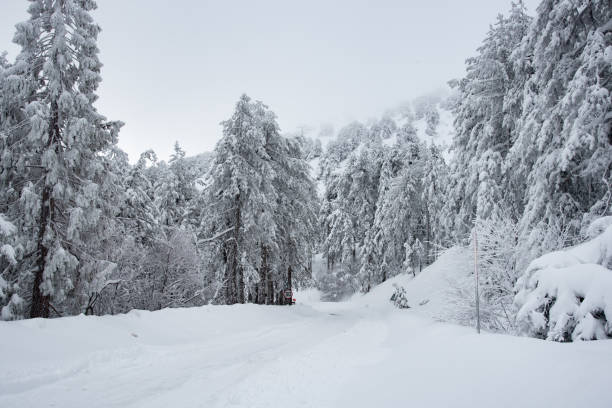 istock Snow covered road leading through snowy pine forest in winter 2193442641