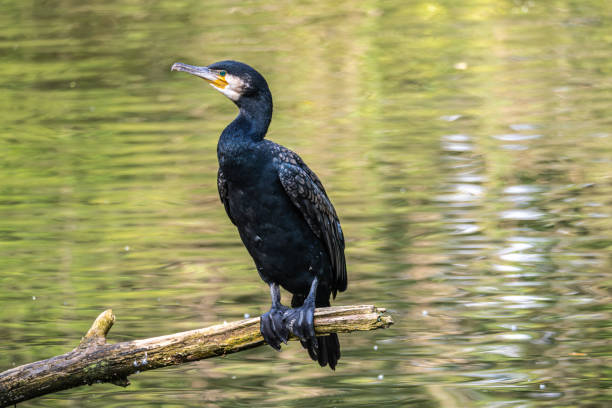 istock The great cormorant, Phalacrocorax carbo sitting on a branch 2193444465