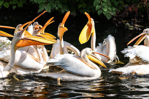 istock Great White Pelican, Pelecanus onocrotalus in a park 2193444503