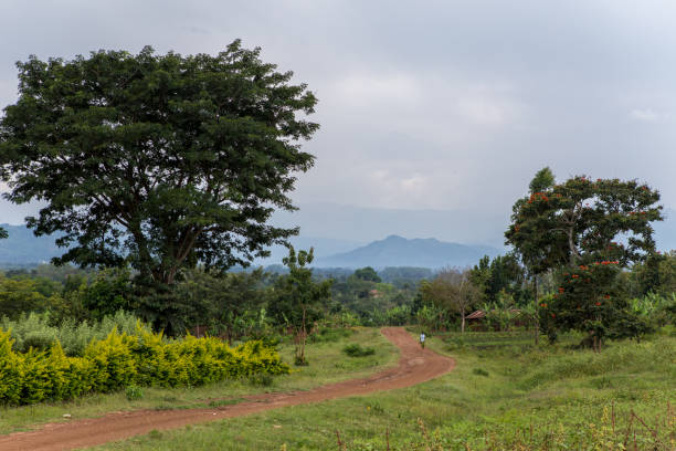 Bush Lot Farm, East Berbice-Corentyne, Guyana - Dirt road towards the farmland