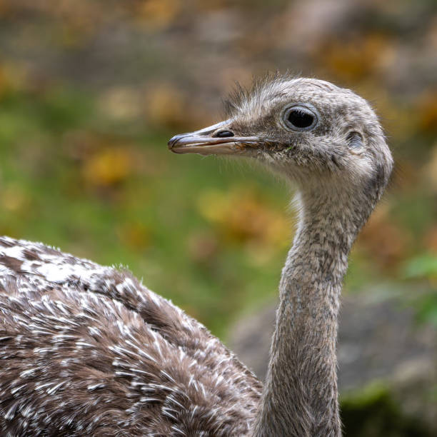 Darwin's rhea, Rhea pennata also known as the lesser rhea. It is a large flightless bird, but the smaller of the two extant species of rheas.