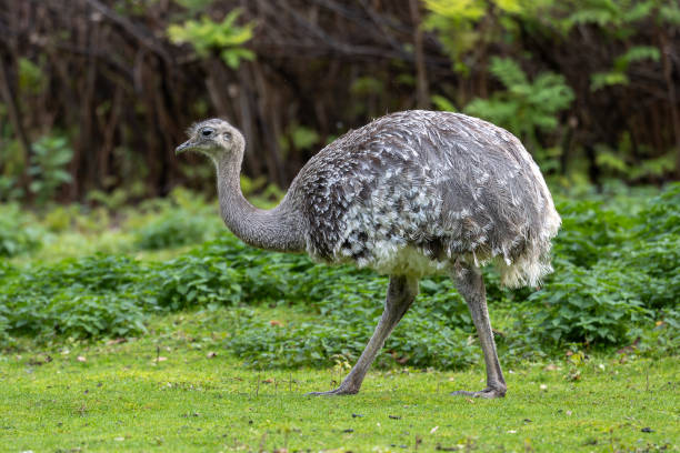 istock Darwin's rhea, Rhea pennata also known as the lesser rhea. 2193444627