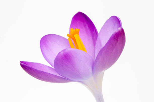 Closeup image of a Crocus tommasinianus against a white background