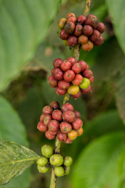 istock Coffee production in Ngogwe (Uganda) 2193444759