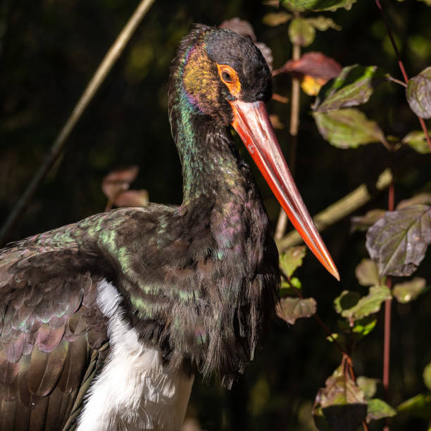 istock Black stork, Ciconia nigra in a german nature park 2193444768