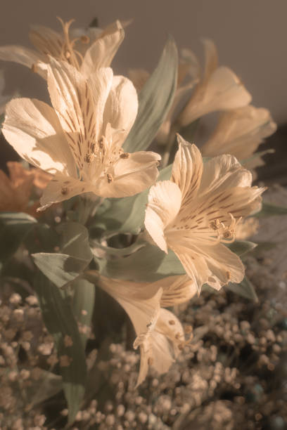 istock Beautiful pastel color flowers 2193444808