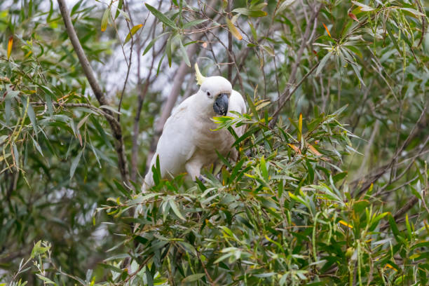 istock An Australian Cockatoo enjoying some food in a tree 2193444990