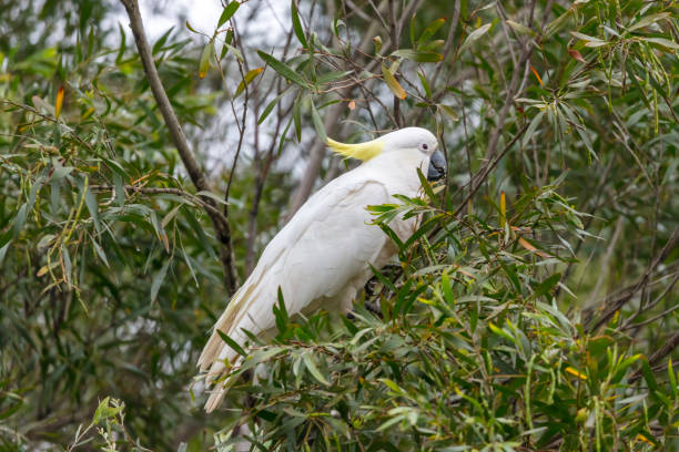istock An Australian Cockatoo enjoying some food in a tree 2193444991