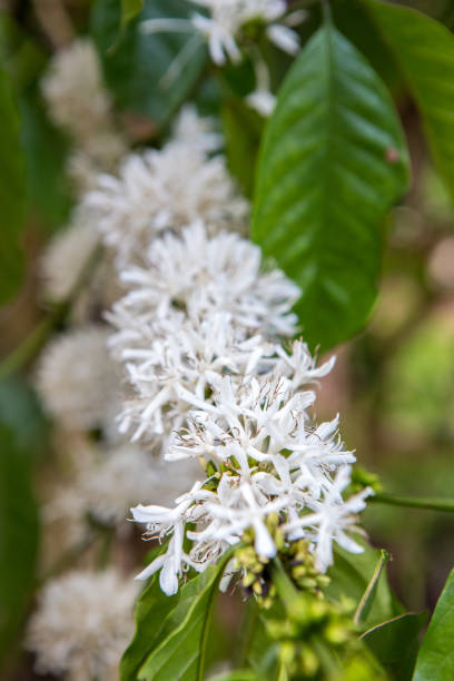 istock Coffee production in Ngogwe (Uganda) 2193445005
