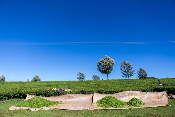 istock Tea plantation / production in Kericho, Nakuru County (Kenya) 2193445015