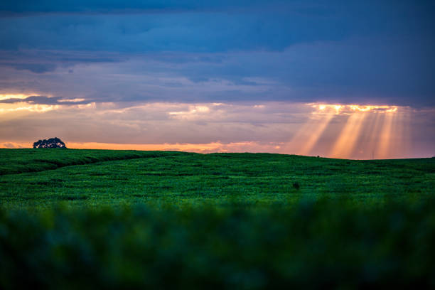 Tea is a major cash crop that is grown in Kenya. Kenyan tea has been the leading major foreign exchange earner for the country. Most tea produced in Kenya is black tea, with green tea, yellow tea, white tea, and purple tea.Kenya is Africa's main tea-producing country and one of the largest tea exporters in the world, responsible to almost 10% of global production. Annually, the country produces over 450 million Kgs of tea, which earn the country over K.sh 120 Billion in export earnings, and 22.0 Billion on local sales. India and China are the largest producers but for internal market. Most of Kenya's production is to be exported to Arab countries, Europe, US.