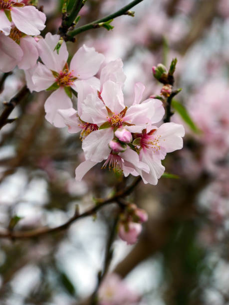 istock Blooming buds on tree branches close-up, spring motif, detailing 2193445831
