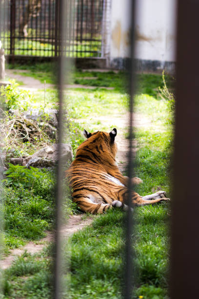 istock Beautiful wild tiger raised in captivity 2193446245