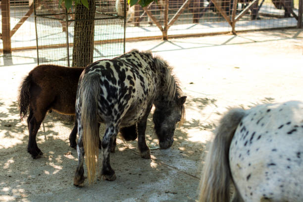 Beautiful animals and birds raised in captivity