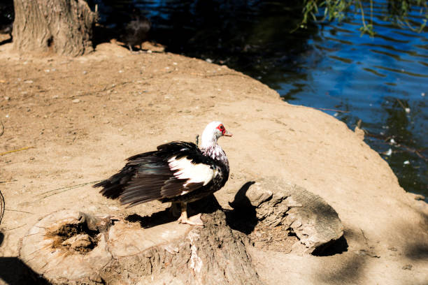 Beautiful animals and birds raised in captivity
