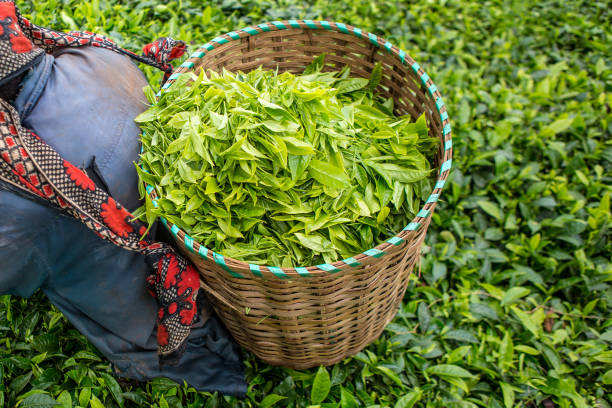 istock Tea plantation / production in Kericho (Kenya) 2193446846