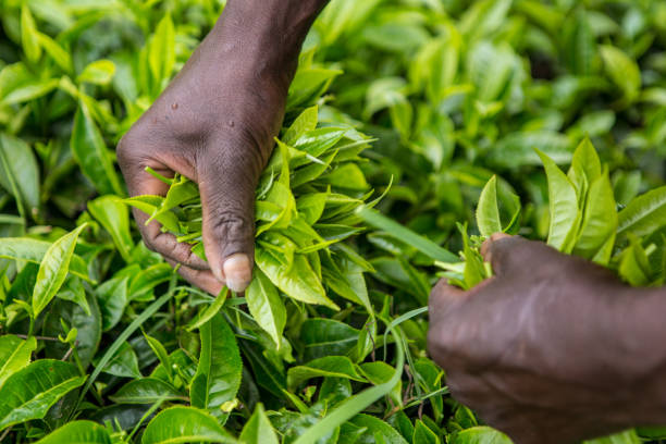 istock Tea plantation / production in Kericho (Kenya) 2193446855