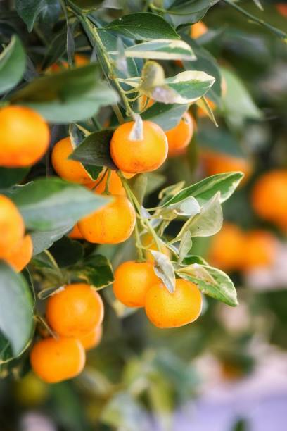istock Close-Up of Tangerines on a Sunny Branch 2193447174