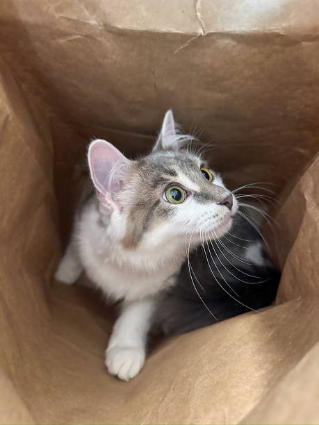 istock Fluffy Longhair Cat With Big Dilated Eyes In Paper Bag 2193447389