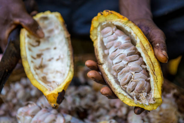 istock Harvest processing of cocoa beans in Kumasi region (Ghana) 2193447733